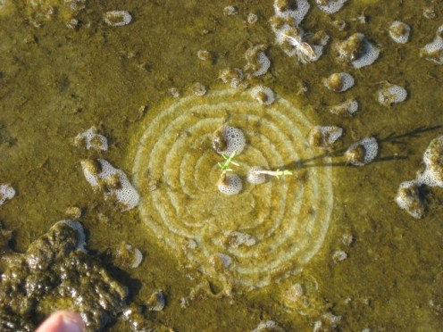 Image-1024-1024-126181